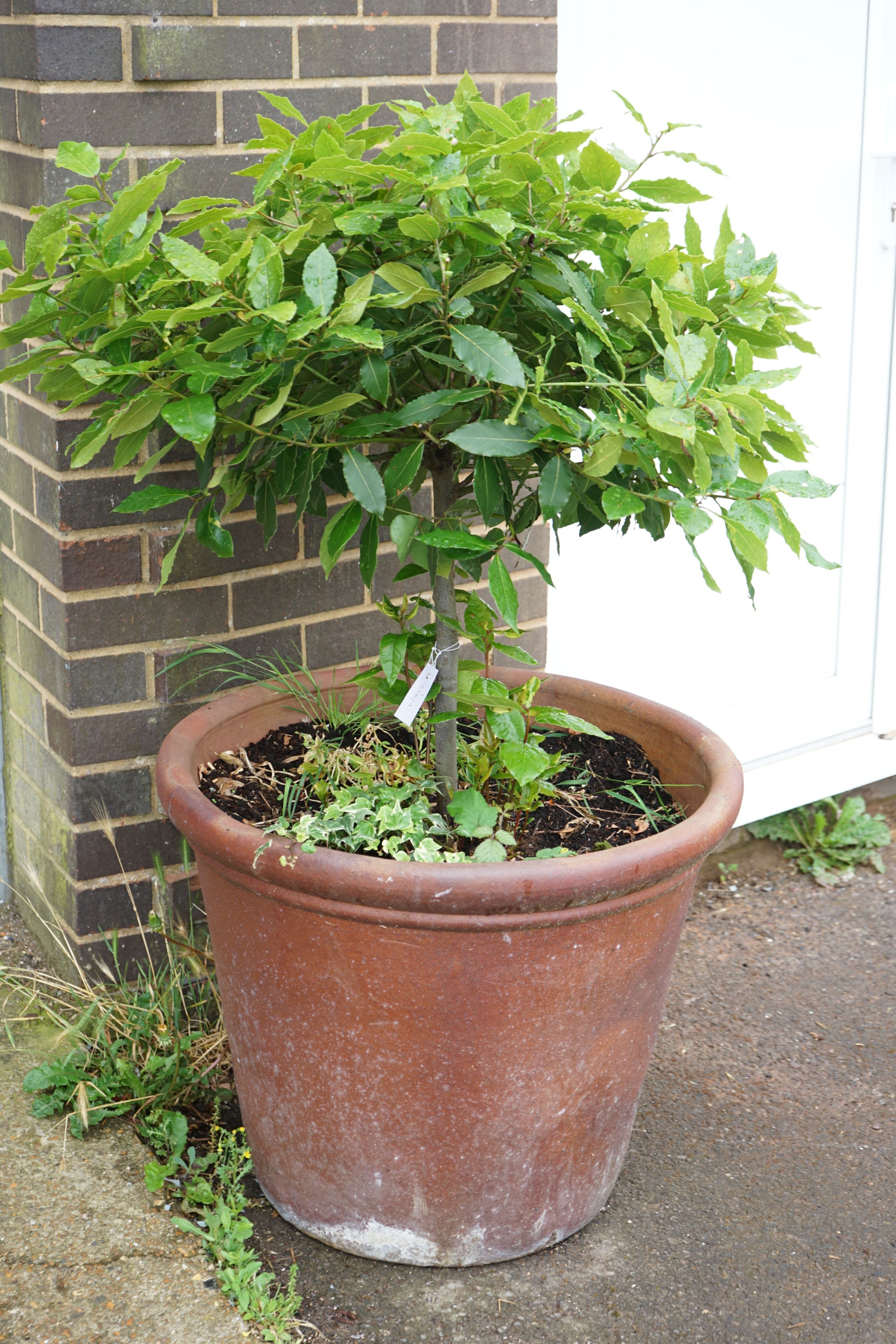 A large circular earthenware garden planter, diameter 66cm, height 54cm, with bay tree